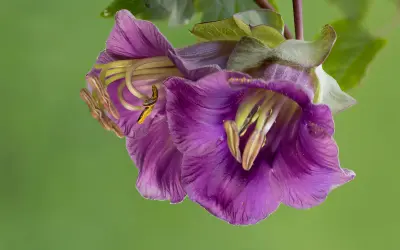 Purppuranvioletti kelloköynnöksen kukinto kuppimaisina kelloineen ja lautasmaisena vihreänä verholehtenä