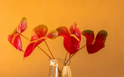Flamingokukan punainen, sydämenmuotoinen spata ja keltainen spadix lähikuvassa.