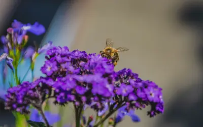 Tummanvioletti heliotrooppi kukkii, pienistä kukista koostuva tiivis litteähkö kukinto.