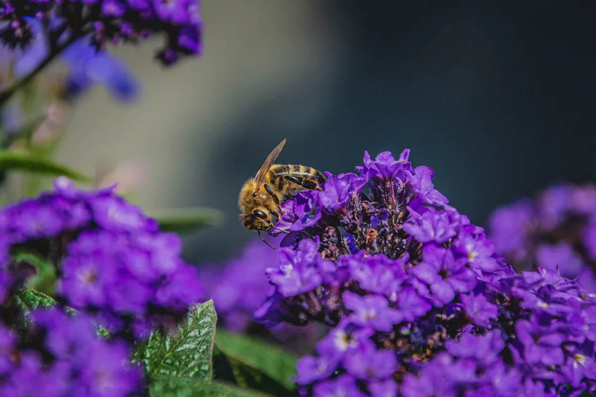 Mehiläinen heliotroopin tiheällä violetilla kukinnolla, tummat ryppyiset lehdet taustalla