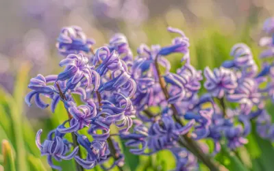 Violetit hyasintit kukassa, vahamaiset terälehdet ja tiheä kukkaterttu lähikuvassa.