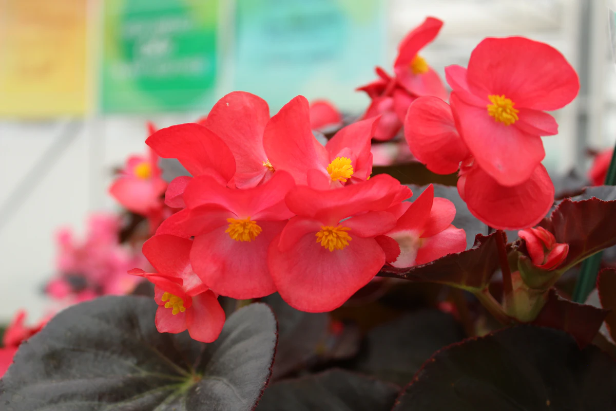 Punakukkainen, pronssilehtinen kesäbegonia lähikuvassa.