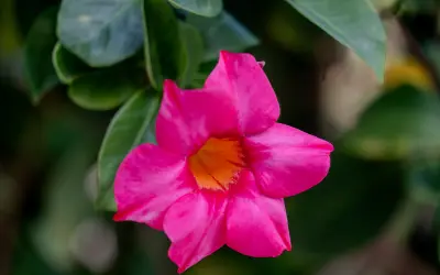 Pinkkinä kukkiva maljaköynnös (Mandevilla) trumpettimaisin kukin.