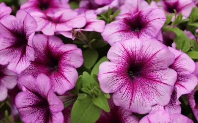 Vaaleanpunaiset ja violetit petuniakukat tummine raitoineen lähikuvassa.