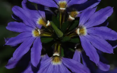Violetinsininen viuhkamainen siniviuhkan kukka keltaisine emisiöineen lähikuvassa.