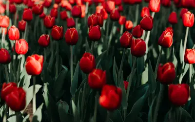 Punaisia tulppaaneita täydessä kukassa keväisessä puutarhassa.