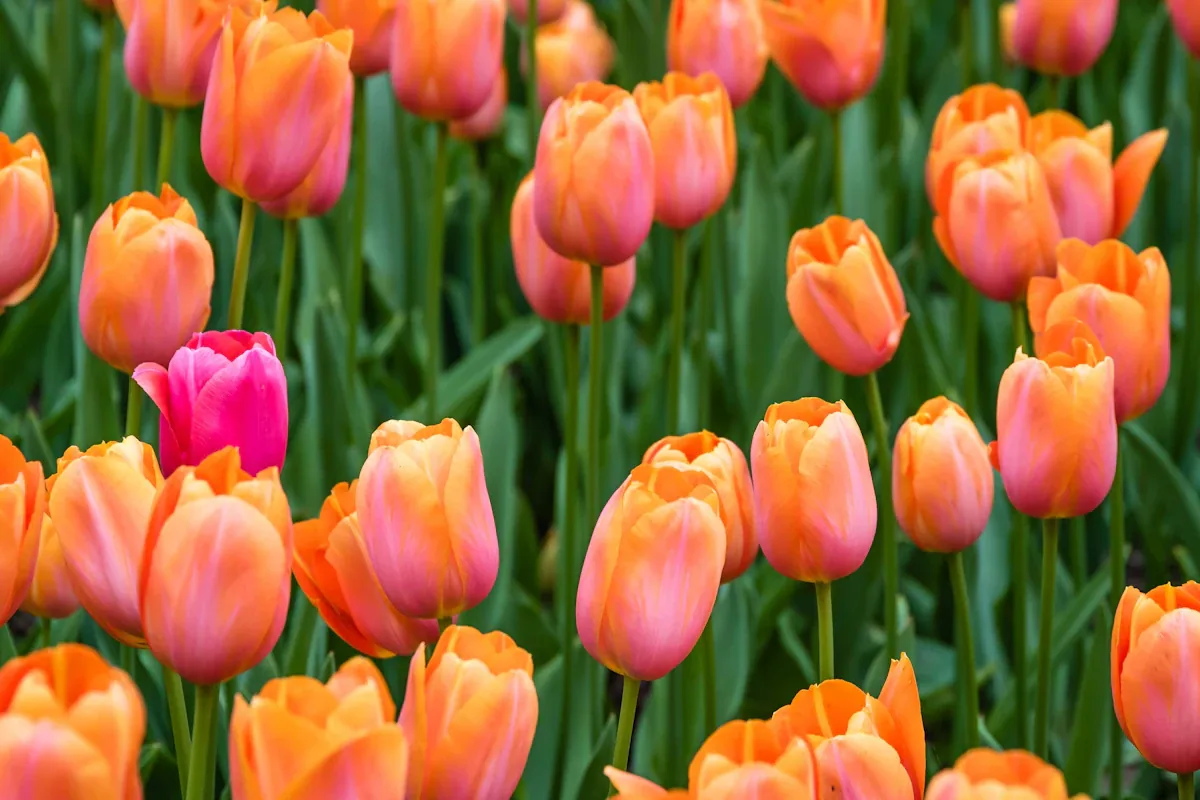 Oranssinsävyisiä tulppaaneita tiheässä istutuksessa, joukossa yksi pinkki kukka.
